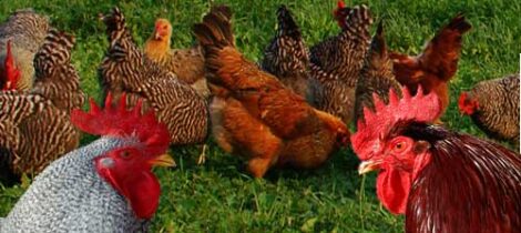 Choosing the Right Chicken Breeds Image